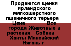Продаются щенки ирландского мягкошерстного пшеничного терьера › Цена ­ 30 000 - Все города Животные и растения » Собаки   . Ханты-Мансийский,Нягань г.